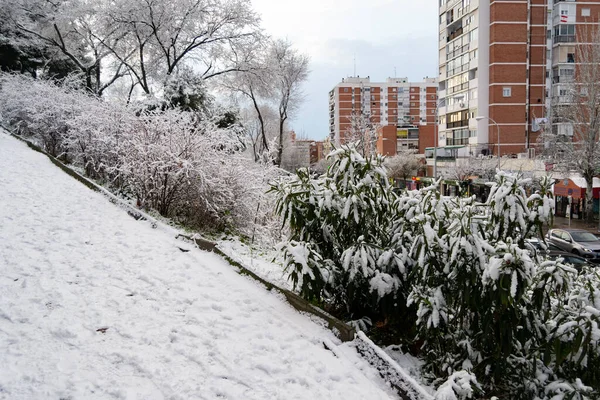 Vistas Neve Sobre Ramos Das Árvores Ruas Madrid Dia Frio — Fotografia de Stock