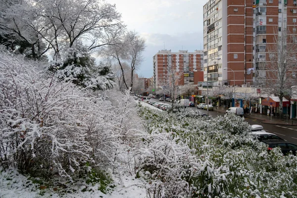 Vistas Neve Sobre Ramos Das Árvores Ruas Madrid Dia Frio — Fotografia de Stock