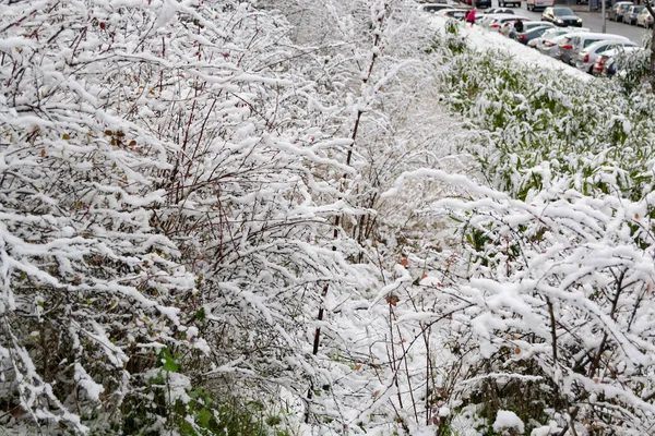 Vistas Nieve Sobre Las Ramas Los Árboles Las Calles Madrid — Foto de Stock