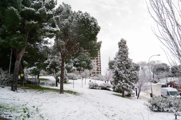 Vistas Neve Sobre Ramos Das Árvores Ruas Madrid Dia Frio — Fotografia de Stock