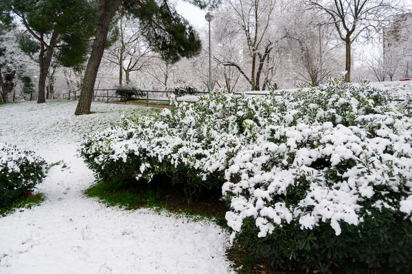 Utsikt Över Snön Grenarna Träden Och Gatorna Madrid Kall Dag — Stockfoto