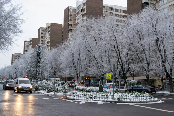 Виды Снега Ветвях Деревьев Улицах Мадрида Холодный День Большим Количеством — стоковое фото