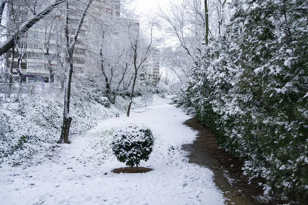 Views of the snow on the branches of the trees and the streets of Madrid. Cold day with a lot of precipitation in solid form. In Spain. Horizontal photography.