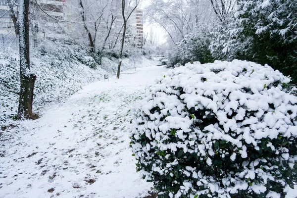 Utsikt Över Snön Grenarna Träden Och Gatorna Madrid Kall Dag — Stockfoto