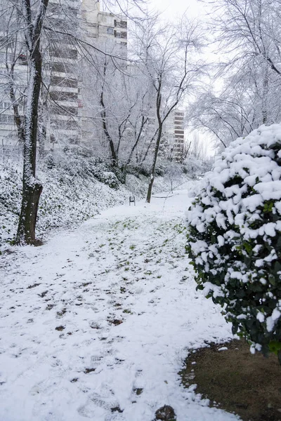 Utsikt Över Snön Grenarna Träden Och Gatorna Madrid Kall Dag — Stockfoto