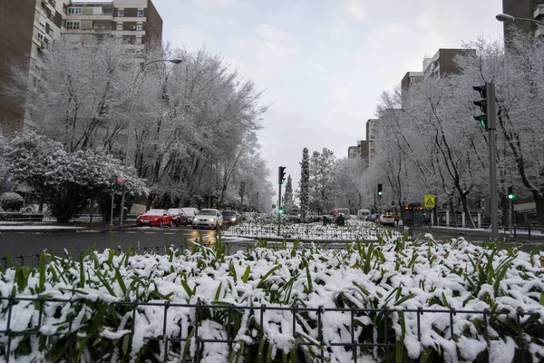 Вид Снег Улиц Мадрида Светофорами Дороге Зеленым Красным Цветом Холодный — стоковое фото