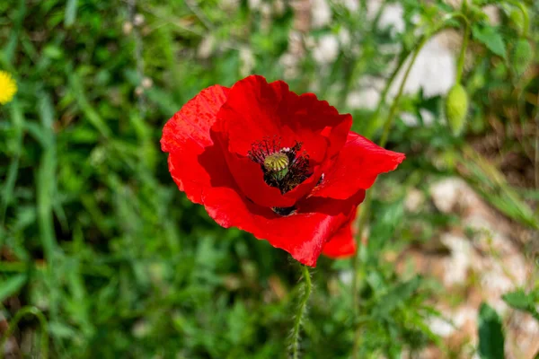 Close-up of the red poppy flower on the road to Madrid Rio, in Madrid, Spain. Horizontal photography.