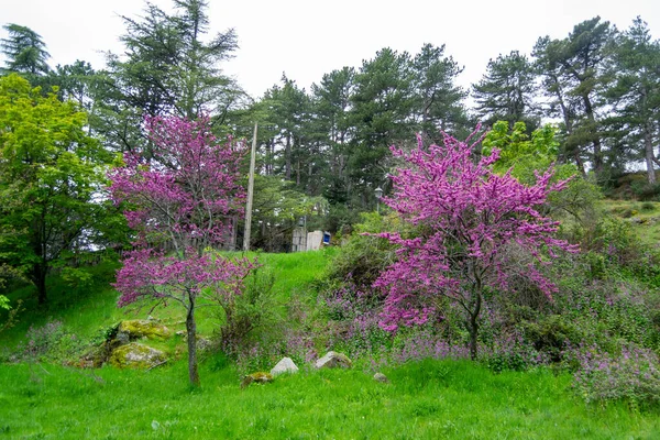 Деревья Полны Фиолетовых Цветов Парке Эль Эскориале Мадриде Испании Горизонтальная — стоковое фото