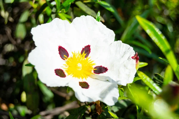 Κοντινό Πλάνο Του Κολλώδους Λουλουδιού Rockrose Λευκά Και Μοβ Πέταλα — Φωτογραφία Αρχείου