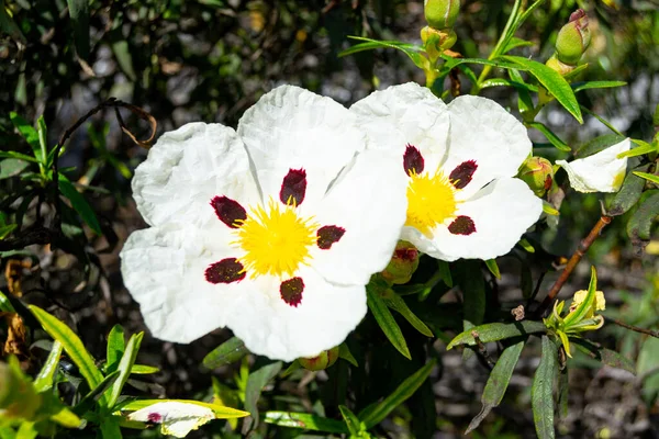 Zbliżenie Lepkiego Kwiatu Róży Skalistej Białymi Fioletowymi Płatkami Tle Trawy — Zdjęcie stockowe