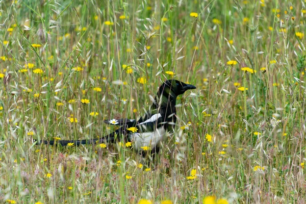 Black White Magpie Field Park Madrid Spain Horizontal Photography — Stok fotoğraf