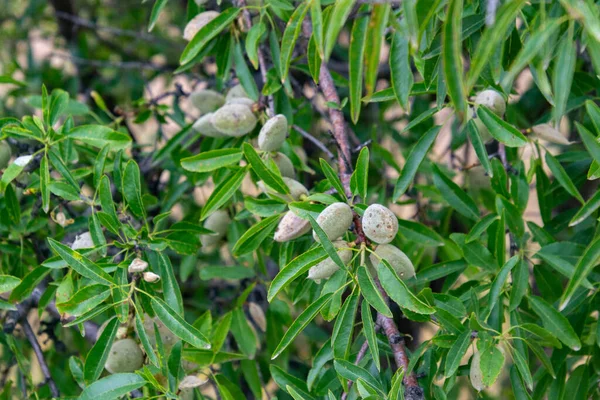 Gros Plan Amandes Vertes Sur Amandier Dans Parc Madrid Espagne — Photo