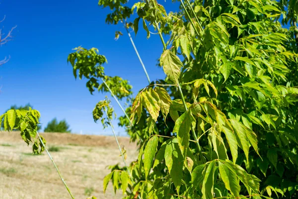 Дерева Повні Зелених Листків Абсолютно Чистим Синім Фоном Неба Парку — стокове фото