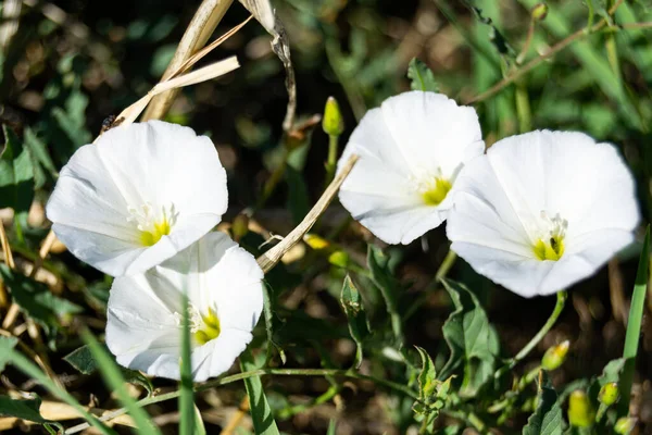 Okrągłe Białe Kwiaty Trawniku Parku Madrycie Hiszpanii Europie Fotografia Pozioma — Zdjęcie stockowe