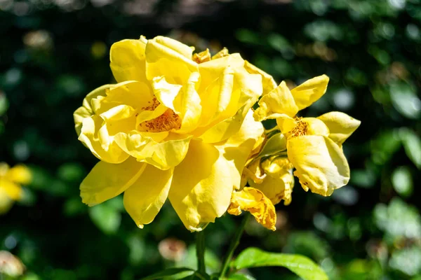 Kwiaty Żółtymi Płatkami Parku Madrycie Hiszpania Europie Fotografia Pozioma — Zdjęcie stockowe