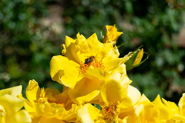 Żółte Kwiaty Owadem Płatkach Parku Madrycie Hiszpanii Europie Fotografia Pozioma — Zdjęcie stockowe