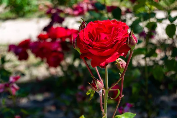 Red Flowers Park Madrid Spain Europe Horizontal Photography — Stock Photo, Image