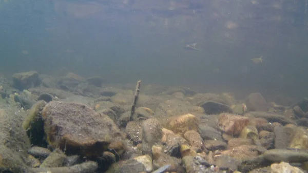 Underwater photography in a river in Caceres with stones in the background, in Spain. Europe. Horizontal photography.