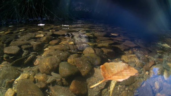 Fotografe Borda Água Rio Cáceres Com Pedras Fundo Galhos Árvores — Fotografia de Stock