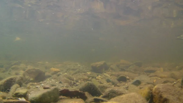 Underwater photography in a river in Caceres with stones in the background, in Spain. Europe. Horizontal photography.