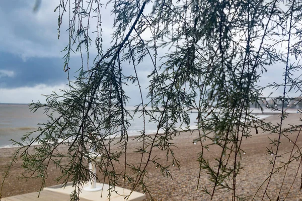 Branches Pin Avec Des Gouttes Pluie Avec Plage Benicssim Benicsim — Photo