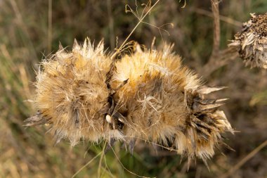 Kurumuş devedikeni çiçeği (Silybum marinanum) ve bokeh etkisi. Mayorka Adası, İspanya