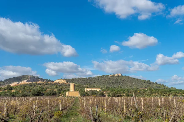 Vineyard Stone Mill Mountains Background Sunny Day Island Mallorca Spain — Stock Photo, Image