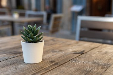 Kafeterya teras masasını süsleyen küçük yeşil yaprak bitkisinin ayrıntıları. Kafeterya terasının odaklanmamış arka planı