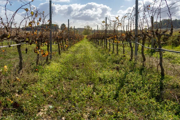 Viñedo Otoño Día Soleado Isla Mallorca —  Fotos de Stock