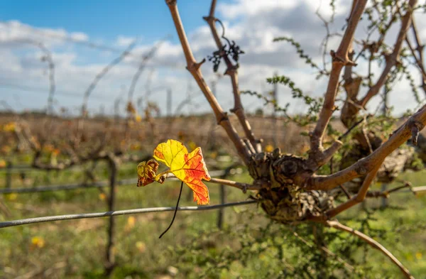 Närbild Ett Höstlöv Från Vingård Bakgrunden Ett Fält Vinrankor Fokus — Stockfoto