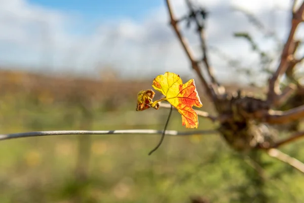 Close Dari Daun Musim Gugur Dari Kebun Anggur Latar Belakang — Stok Foto