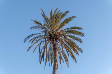 Aşağıdan görünen hurma palmiyesi (Phoenix Dactylifera). Ağaç gövdesi, taç ve meyvelerin ayrıntıları ()