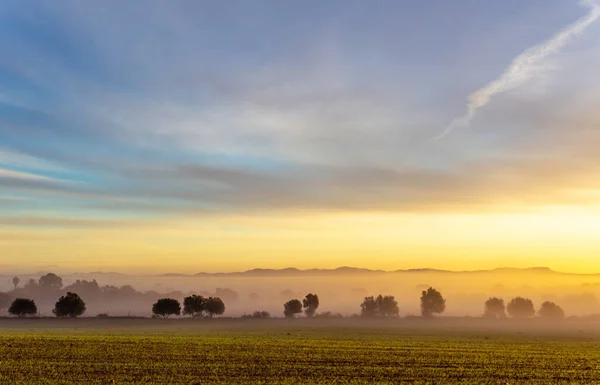 Sunrise with fog in a field with carob trees in the interior of the island of Mallorca, Spain