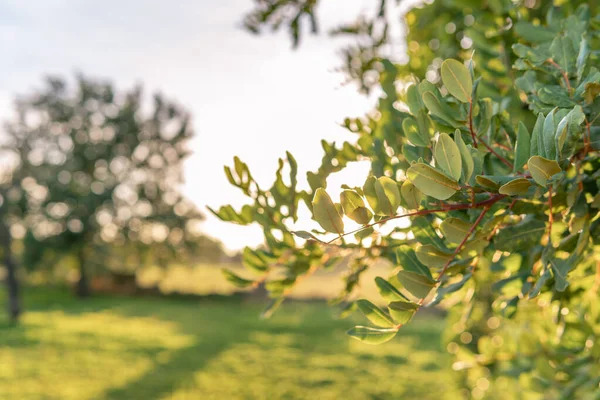 Nahaufnahme Eines Johannisbrotbaums Auf Einem Feld Auf Der Insel Mallorca — Stockfoto