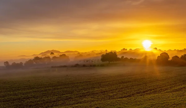 Sunrise with fog in a field with carob trees in the interior of the island of Mallorca, Spain