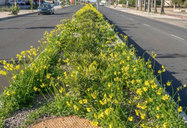 İki şeritli bir yolun ortasında, arabalarla giden, sarı çiçekli yeşil yabani bitkilerle dolu. Oxalis pes-caprae