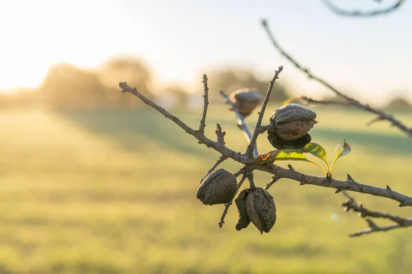 Close Dari Cabang Almond Prunus Amygdalus Dengan Almond Lapangan Pulau — Stok Foto