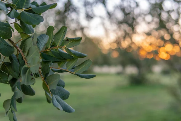 Primer Plano Algarrobo Ceratonia Siliqua Campo Isla Mallorca Amanecer Antecedentes —  Fotos de Stock