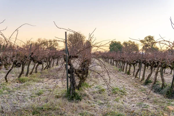 Vinfält Med Marken Full Snö Gryningen Odling Det Inre Mallorca — Stockfoto