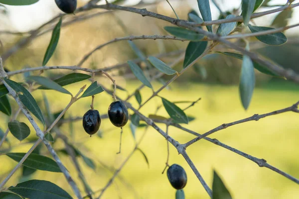 Close Dari Ullastre Olea Europea Var Silvestris Dengan Buahnya Yang — Stok Foto