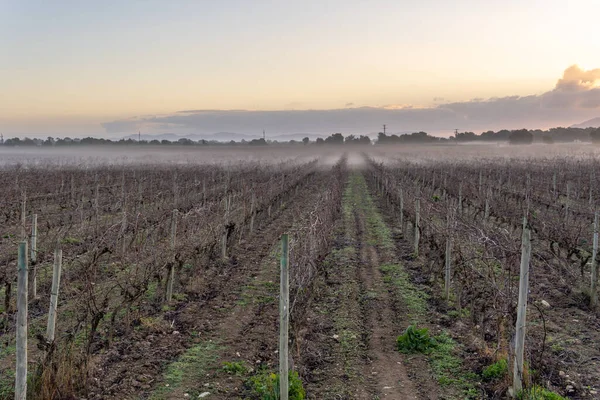 Campo Vigna Inverno Con Nebbia All Alba Coltivazione Dell Interno — Foto Stock