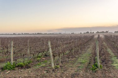 Kışın, şafak vakti sisli olan üzüm bağları. İspanya 'nın Mallorca adasının iç kesimlerinin yetiştirilmesi