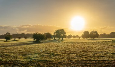 Sunrise with fog in a field with carob trees in the interior of the island of Mallorca, Spain clipart