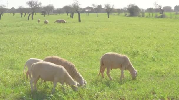 Pecore Pascolo Campo Erba Verde — Video Stock