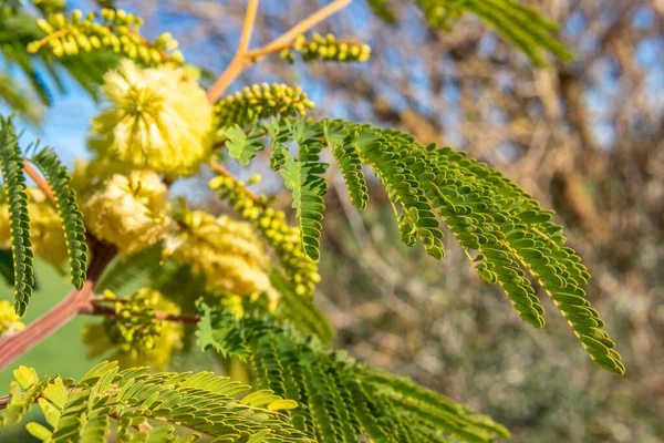 Primo Piano Della Pianta Paraserianthes Lophantha Con Sue Caratteristiche Foglie — Foto Stock