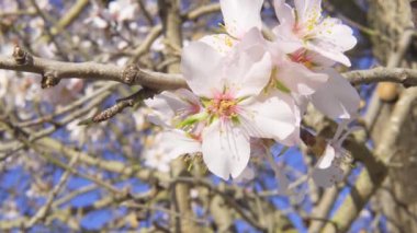 Güneşli bir günde badem çiçeklerinin (Prunus dulcis) yakın çekimi. Ağaçta açan ilk çiçekler