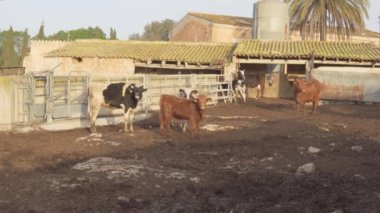 Güneşli bir sabahta Mallorca adasında üç inekten (Bos Taurus) oluşan bir grup. İspanya