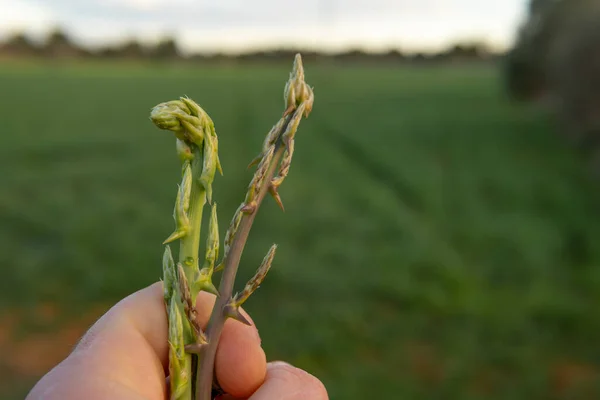 Tangan Orang Dewasa Dengan Asparagus Hijau Liar Asparagus Officinallis Pada — Stok Foto