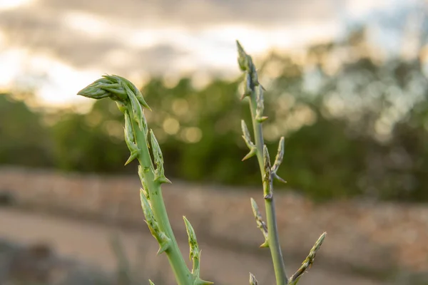 ใกล บหน อไม ยวป าสองต Asparagus Officinalus บนพ นหล งธรรมชาต — ภาพถ่ายสต็อก