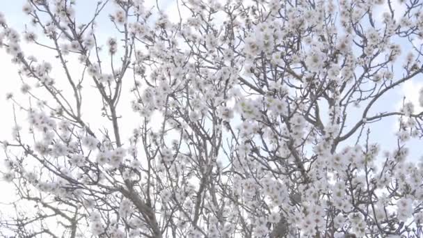 Närbild Mandel Blommor Prunus Dulcis Solig Dag Första Blommor Blommar — Stockvideo